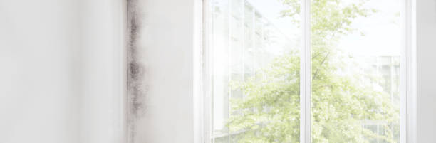 Best Residential Mold Inspection & Testing  in Burlingame, CA
