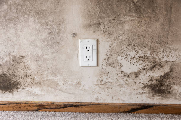 Best Emergency Mold Remediation  in Burlingame, CA